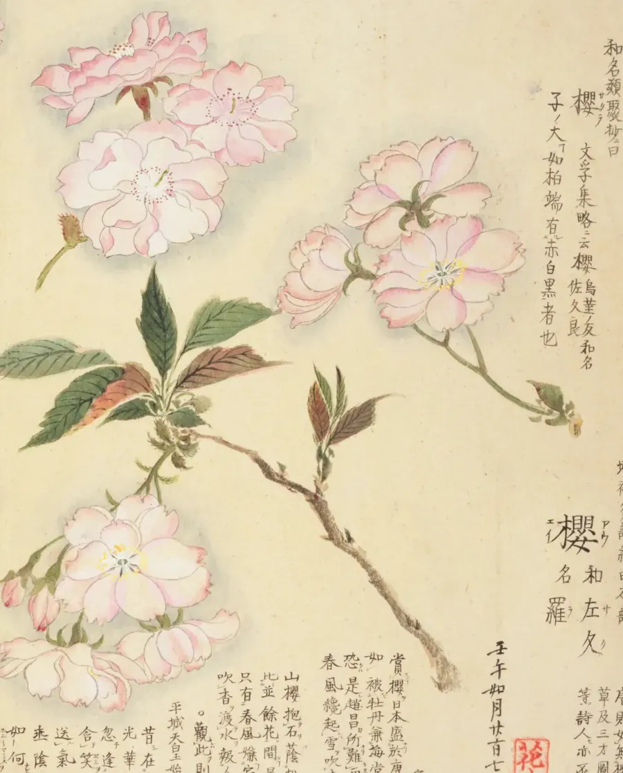 『梅園草木花譜　春之部　四』にみる櫻（八重咲きの品種）の彩色図