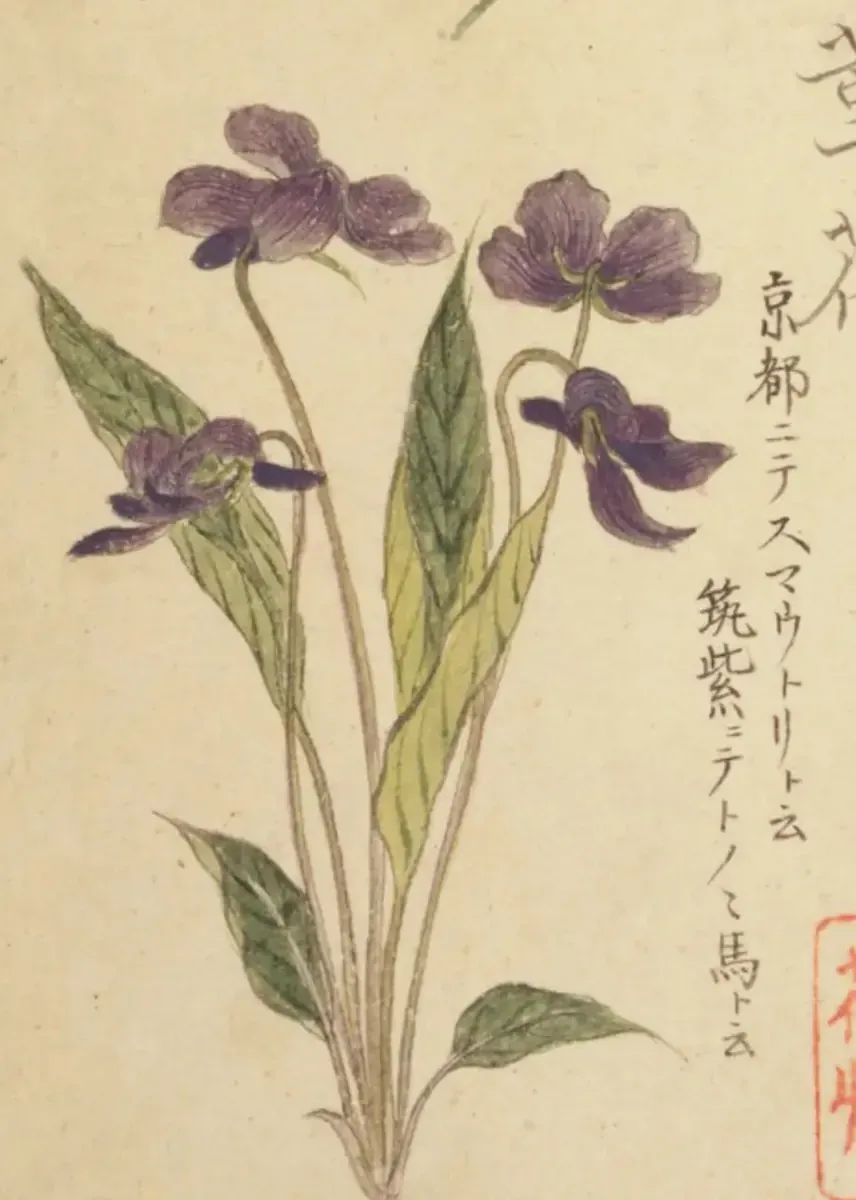 『梅園草木花譜　春之部　四』にみる菫花（すみれ）の彩色図