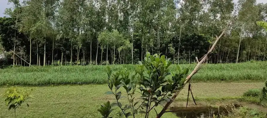 森の木立