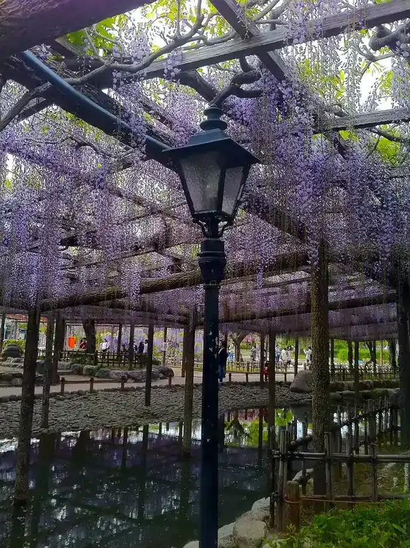 フジの写真