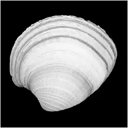 Clam Shell
