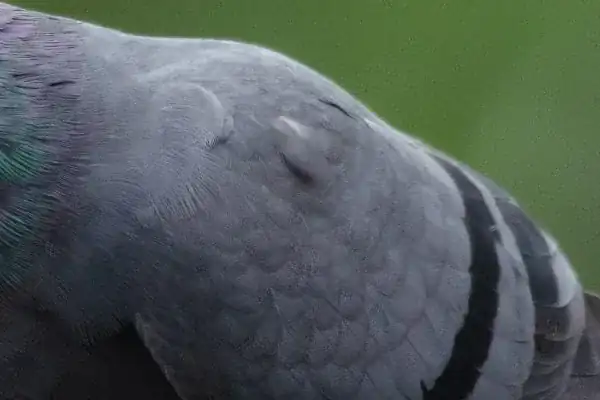 ハト(鳩)の羽の写真