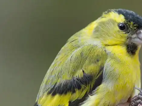 マヒワ(siskin)の写真