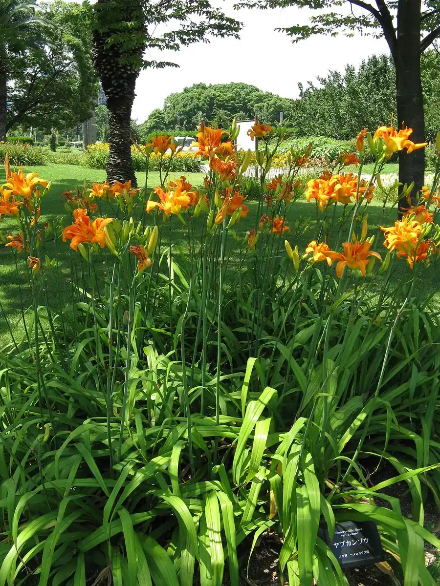 ヤブカンゾウの花畑
