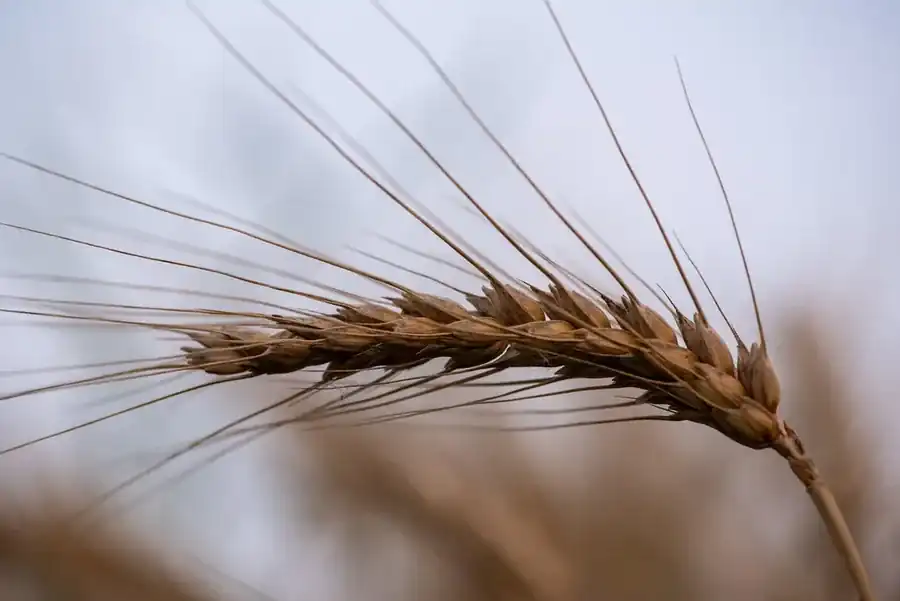小麦の穂