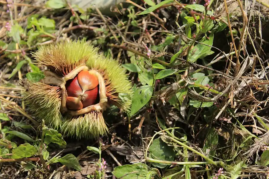 クリ(Castanea crenata)の実