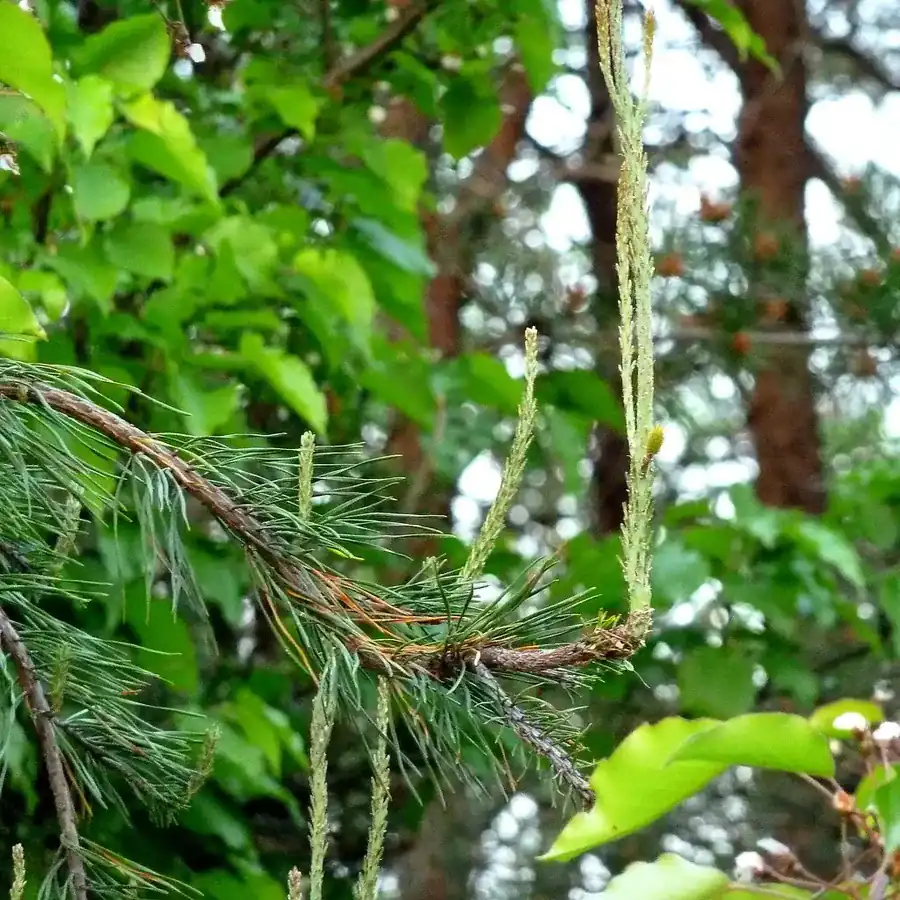松の若芽