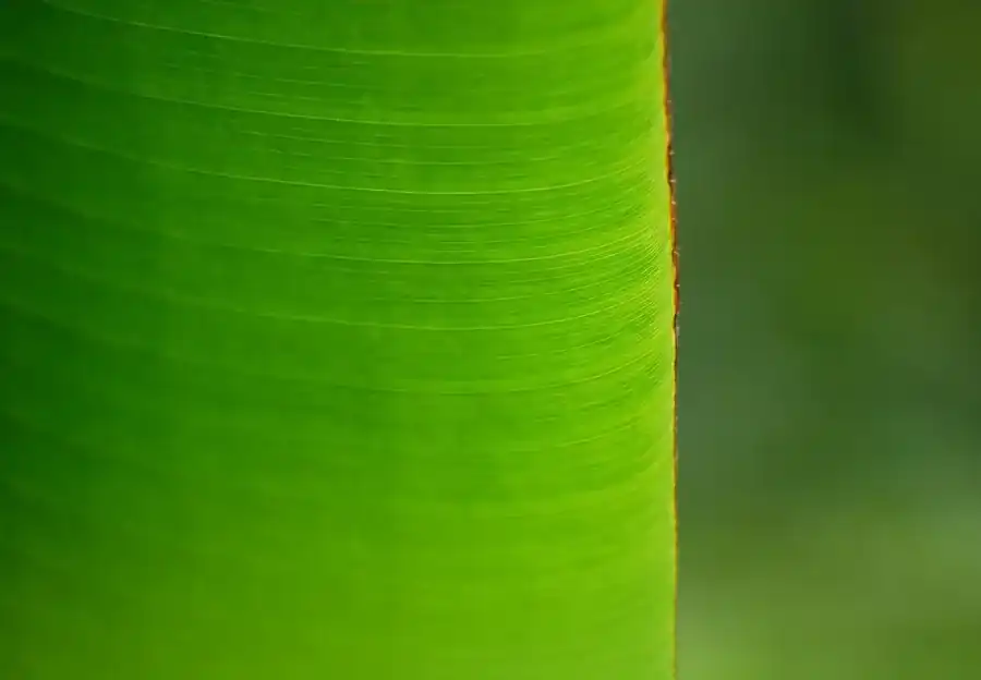 バナナの葉