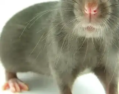 ネズミの毛の写真
