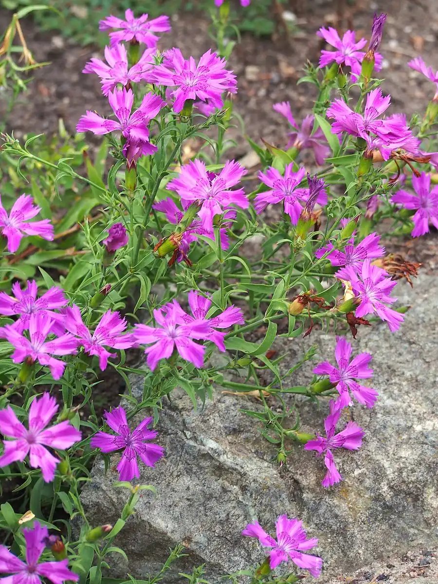 石竹(セキチク)の花