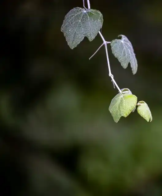 若葉
