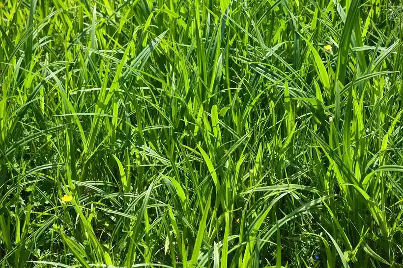 日差しを受ける若草色の草地