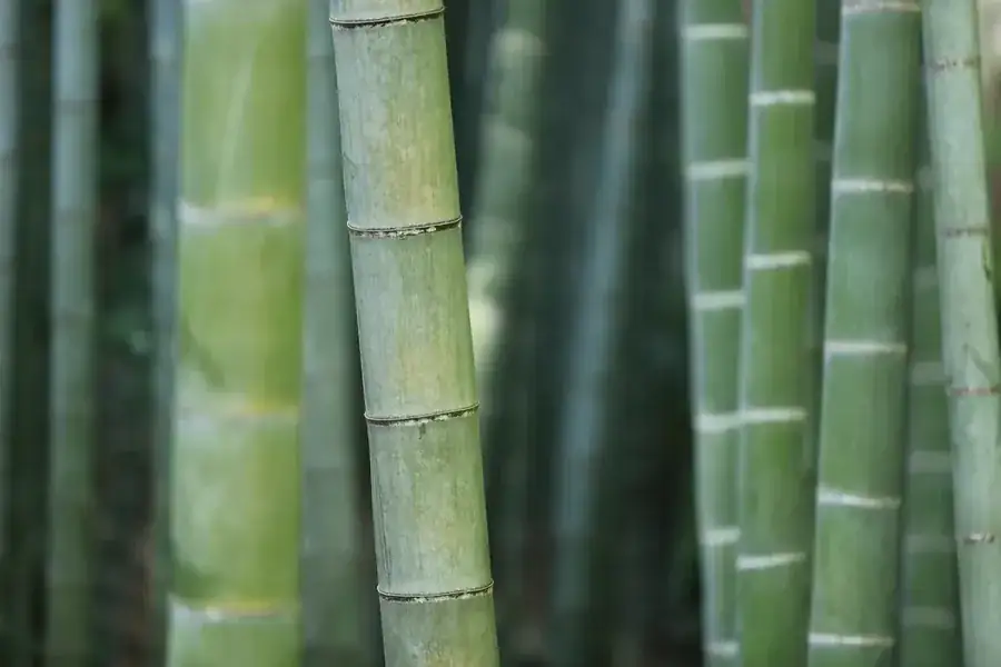 若い竹