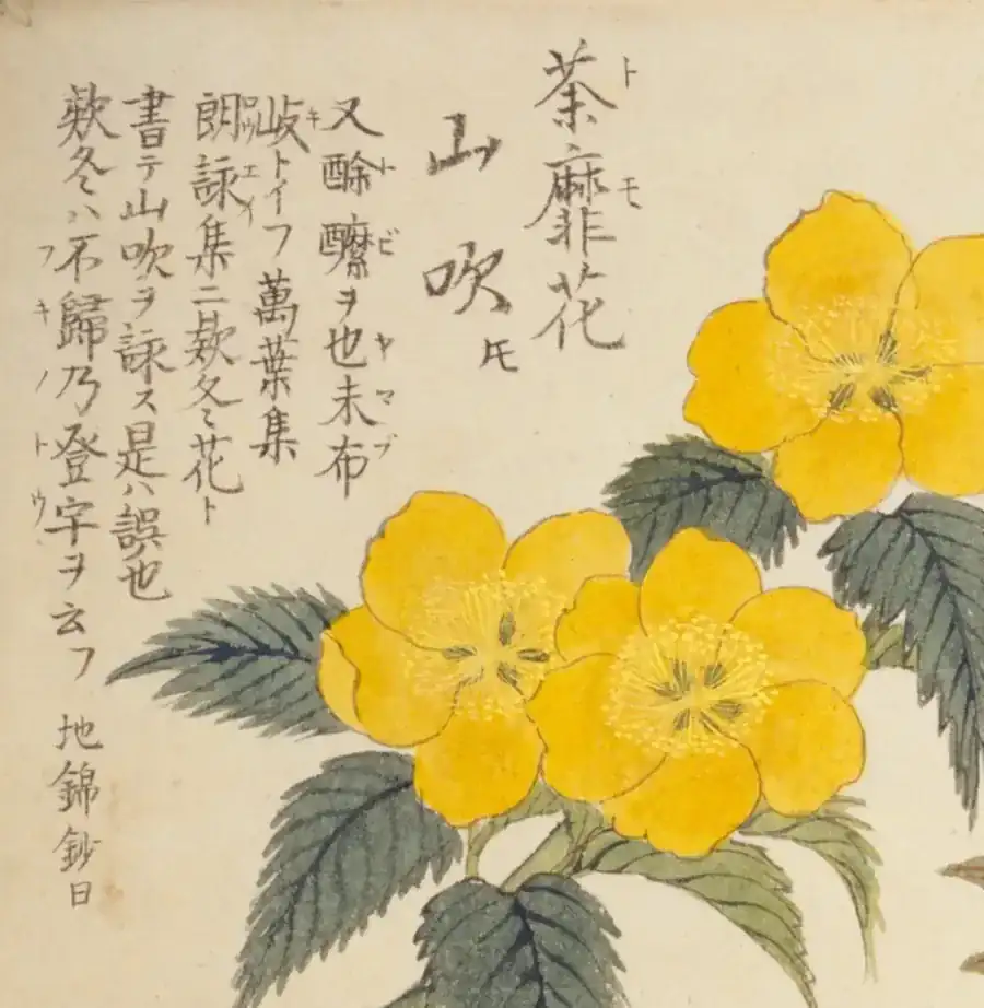 『梅園草木花譜　春之部　四』にみる山吹（やまぶき）の彩色図